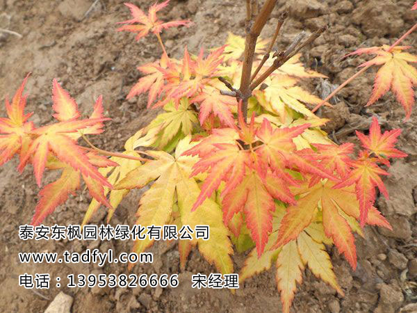 橙之夢(mèng)黃金楓