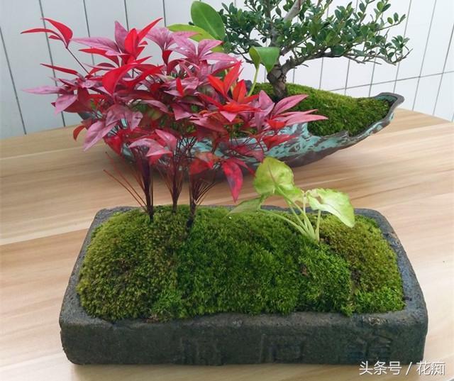 火焰南天竹入市以來熱度不減，未來幾年市場好！