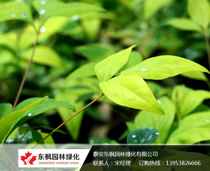 火焰南天竹入市以來熱度不減，未來幾年市場好！