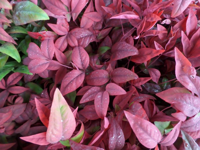 火焰南天竹入市以來熱度不減，未來幾年市場好！