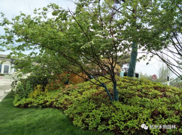 火焰南天竹入市以來熱度不減，未來幾年市場好！