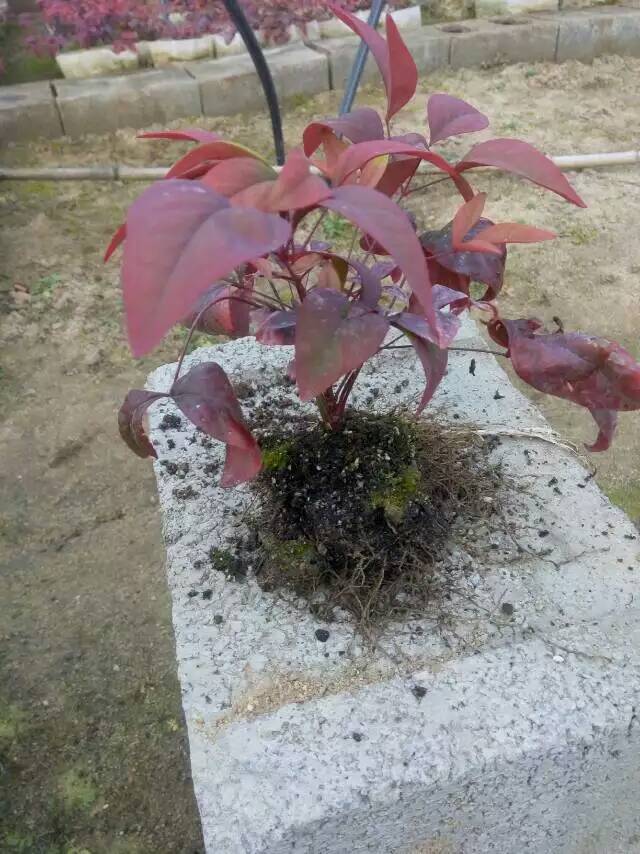 火焰南天竹入市以來熱度不減，未來幾年市場好！