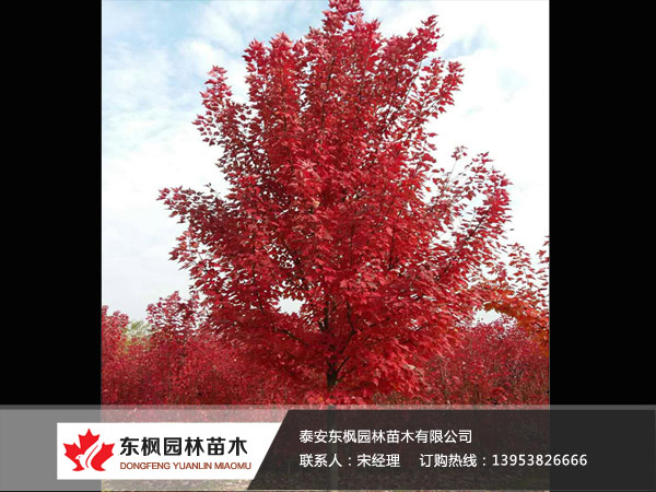 紅點(diǎn)紅楓