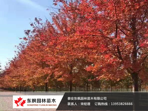 紅點(diǎn)紅楓