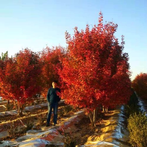 叢生多桿苗木市場(chǎng)需求火爆，叢生紅點(diǎn)紅楓正在逐漸走俏……