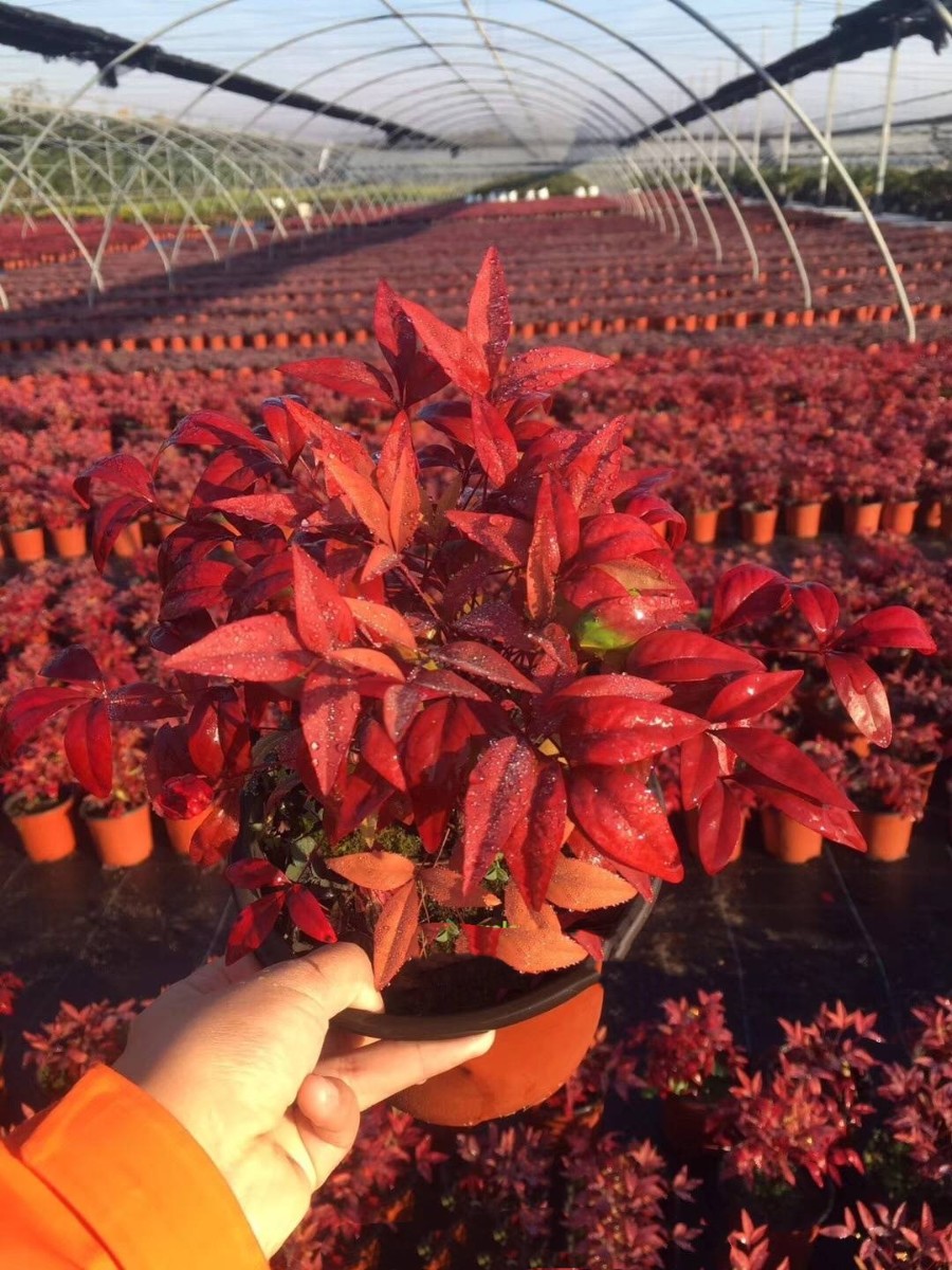 種苗兩年，投資2000萬，干出兩個“大”，這個山東兄弟有點“狠”