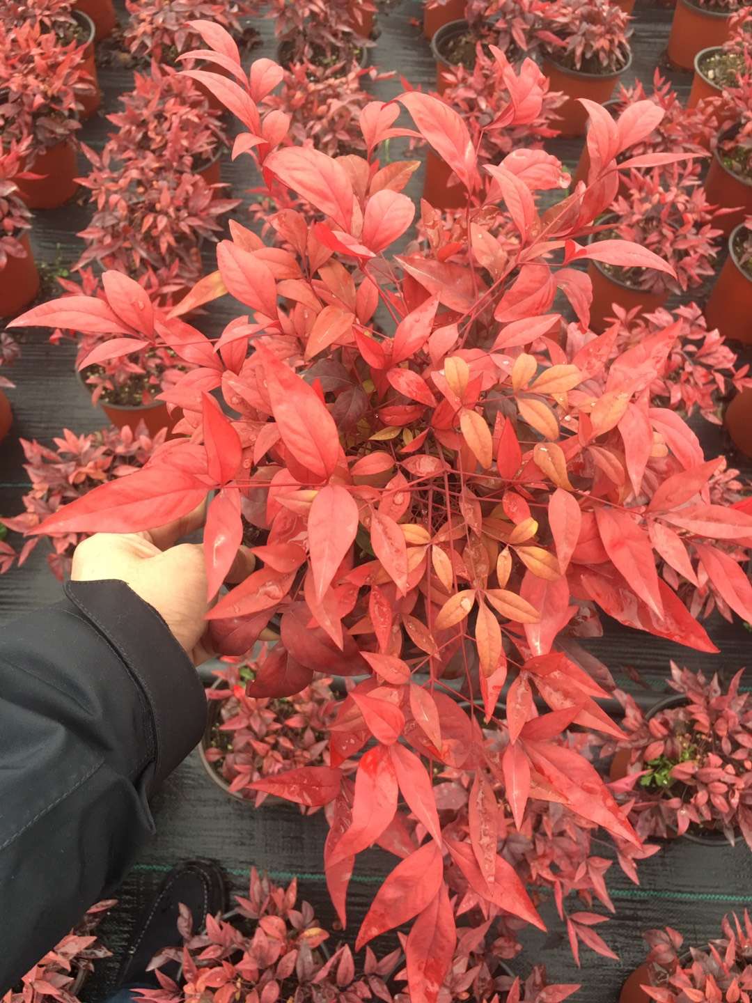 種苗兩年，投資2000萬，干出兩個“大”，這個山東兄弟有點“狠”