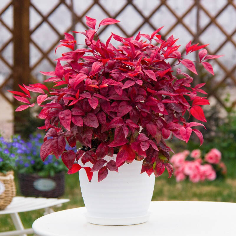 火焰南天竹——在冰冷的冬天，送你暖的色彩！