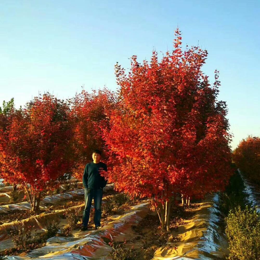 美國(guó)紅楓，在砥礪前行中預(yù)見(jiàn)未來(lái)